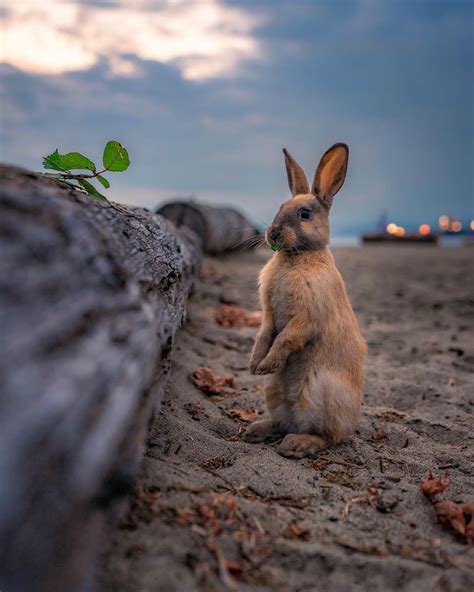 beachside bunnies|More.